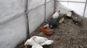 КУРЫ ИНДОУТКИ ЗИМОЙ В СИБИРИ В ТЕПЛИЦЕ