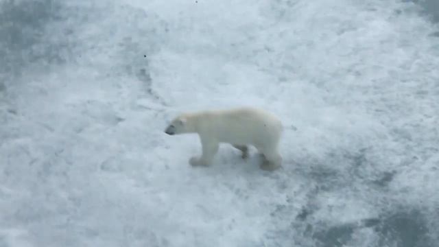 Ролик Белые медведи на льдинах
