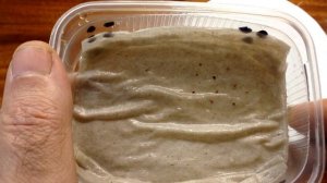 ?? Клубника из семян без пикировки. Часть 1. Стратификация. Посев. Всходы.