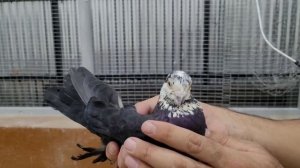 УЗБЕКСКИЕ ГОЛУБИ! ИСТОРИЧЕСКИЕ ГОЛУБИ УЗБЕКИСТАНА.БОЛЕЕ 500ЛЕТ ЭТИМ ГОЛУБЯМ.