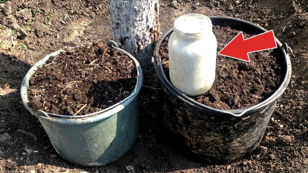 Успей внести! Подкормка заставит яблони и другие плодовые деревья плодоносить каждый год без отдыха!