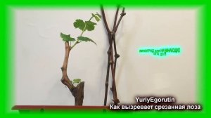 ? Как вызревает лоза винограда, если болезни или мороз сожрали все листья.