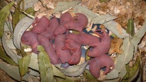 Крыса родила. Новорожденные крысы