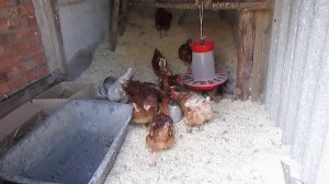 Жизнь в деревне. Куры. Кормление,уход и ноу хау для кур