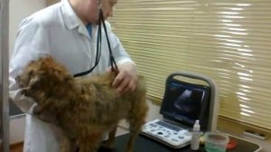 Эхо сердца собакам PetVeterinar