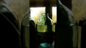 Перезапуск тетраселмиса и 7 с половиной недель...а нет, суток инкубации личинки.