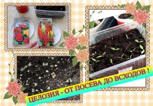 ✅? Целозия - от посева до всходов !