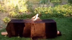 Фокус распиливание пополам