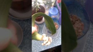 Реанимация архидеи без корней