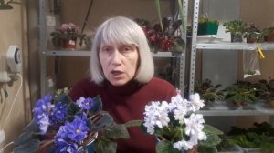 ПРОФИЛАКТИКА - Обработка и Уход от Болезней и Вредителей у Фиалок!