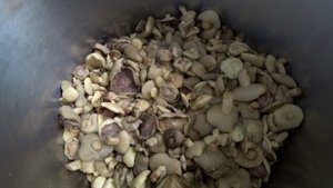 Маринование маслят. Рецепт