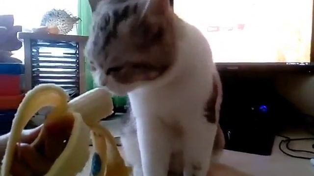 Кот мартышка смотреть онлайн