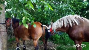 ЖЕРЕБЕЦ И СТРОПТИВАЯ КОБЫЛА ДОГОВОРИЛИСЬ/stallion and mare deal