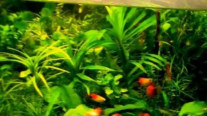 #Aquarium. Эйхорния  лазоревая.