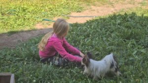 Щенок Кане Корсо, 2 месяца. Поведение в семье.