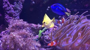 Голубой хирург   Paracanthurus Hepatus кормление салатом