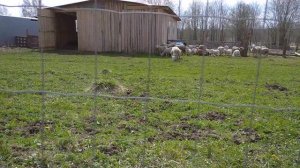 Забор из сетки овцам, деньги на ветер.