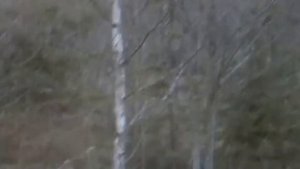 Русская пегая гончая ч. Водило вл. Орехов , г. Тверь.