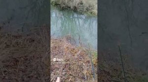 Ловлю Ельца в ручье осенью