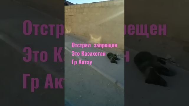 Казахстан  славиться своей жестокостью!!!