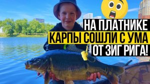 Ловля карпа на ЗИГ РИГ на городском платнике  ПОД ЗАНАВЕС КЛЮНУЛ ТРОФЕЙ! Рыбалка с подписчиком