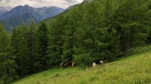 Алтай, треккинг, Мультинские озера лето 2023