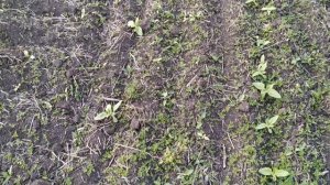 Обработка Подсолнечника Римисол  гербицидом импекс дуо.