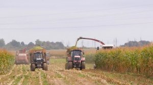 Заготовка силоса / 2X КВК-800 / 2X МТЗ 3022, 2X 1221, 1025, 82, 4X МАЗы 5551 и другие /