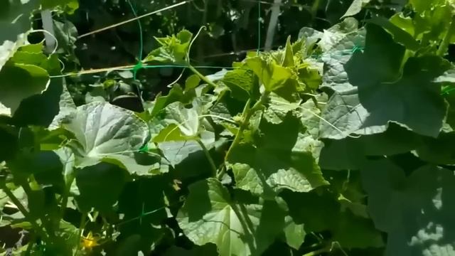 Огурцы оживают, зеленеют и обильно плодоносят без остановки