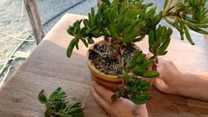 ?Обрезка крассулы Коралл? #город61 #flowers #цветы #комнатныецветы #крассула #суккуленты #обрезка