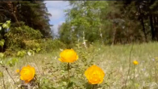 Летняя прогулка вдоль реки смотреть онлайн