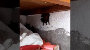 Летучие мыши завелись на балконе