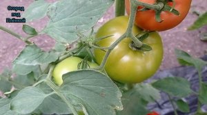 Томат Зульфия: наш опыт выращивания