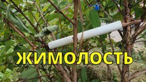 санитарно - формирующая обрезка жимолости в августе на примере моих кустарников