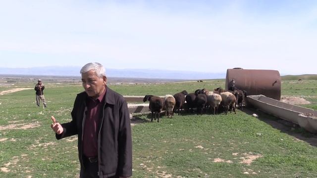 Племенной завода  гиссарских овец "Гиссар"  Пархарский район  Таджикистан
