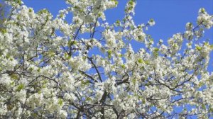 Муз. Г. Пономаренко, сл. Г.Георгиева « Песня родному краю» ( исп. Анастасия Бакаева)