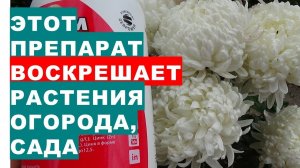 Вот этот препарат воскрешает растения сада, огорода, цветникаBiostimulator Radifarm for the flower