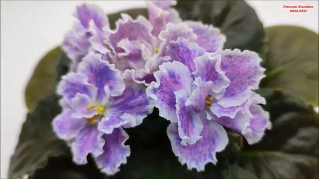 ? ФИАЛКИ ✅ 17 ЦВЕТУЩИХ СОРТОВ с названиями из моей коллекции ✅ СЕРИЯ 3