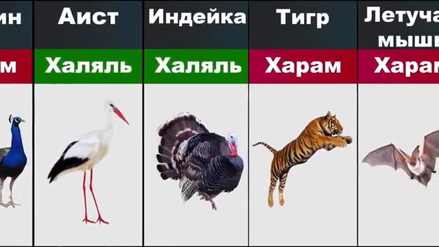 Халяль и Харам Мясо Животных в Исламе _ Halal and Haram  °  Animal Meat in Islam