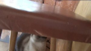 ревнивая кошки