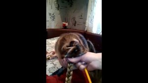 ❤КОСА С КАРАНДАШОМ. ❤❤Прическа из двух косичек. ❤Детская прическа на утренник.