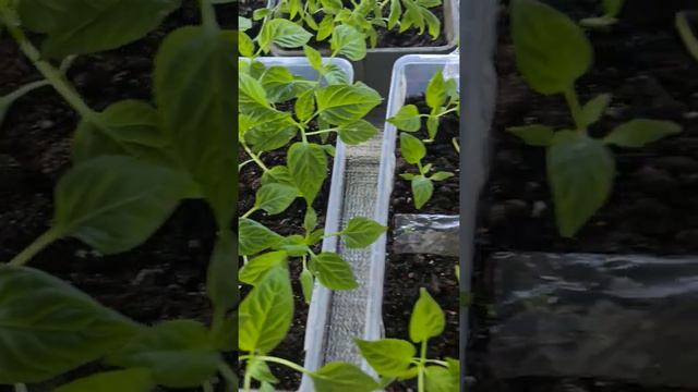 Краткий обзор моей рассады на 9 апреля 2022 г. смотреть онлайн