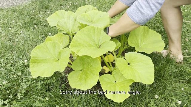 2021 Front Yard Pumpkin Patch - Cutting Down Vines, What?!? смотреть онлайн