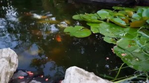 Кормление карпов кои в домашнем водоёме