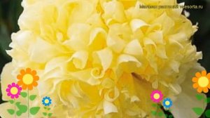 Пион молочноцветковый Голдилокс. Краткий обзор, описание характеристик paeonia lactiflora Goldilock