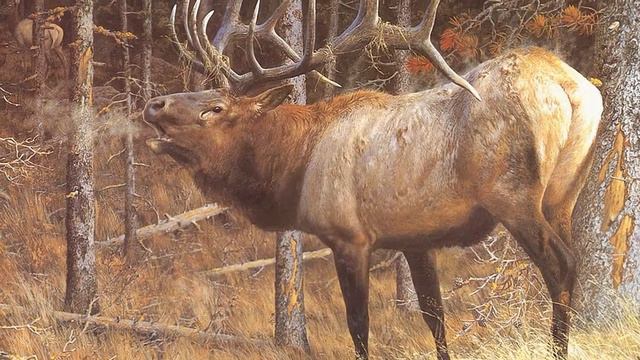 Тайная жизнь животных от Карла Брендерса смотреть онлайн