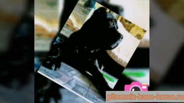 Отзыв о нашем питомнике Кане Корсо