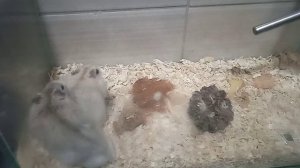 Можно ли держать девочку и мальчика хомяка джунгарского? Ответ: да