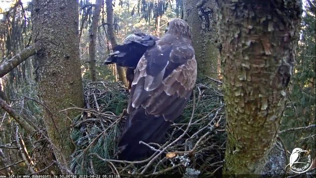 Mazais ērglis~Andris brings probably a Yellowhammer~8:03 am 2023/04/22 смотреть онлайн
