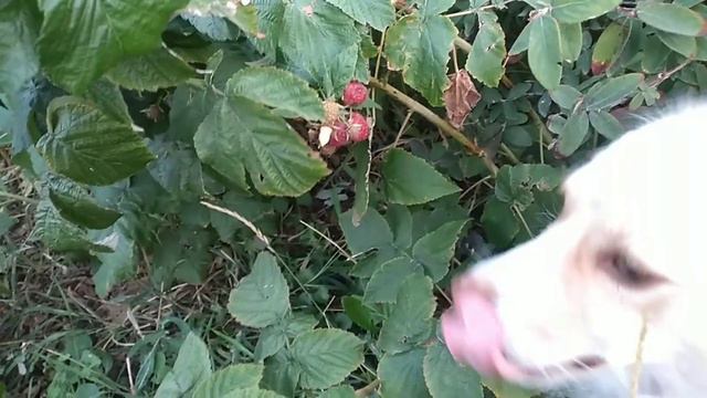 Для тех кому ИНТЕРЕСНО смотреть МОИ фильмы РЕАЛЬНЫМ зрителям Вечер и утро.Августа30-31-е. смотреть онлайн